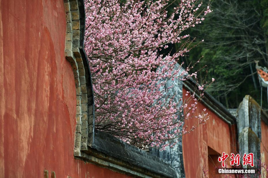 冬日里的暖色调 福州千年古刹梅花盛开